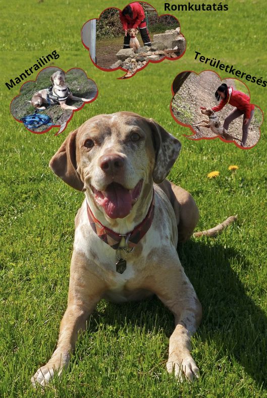 Ma van a Mentőkutyák Világnapja!