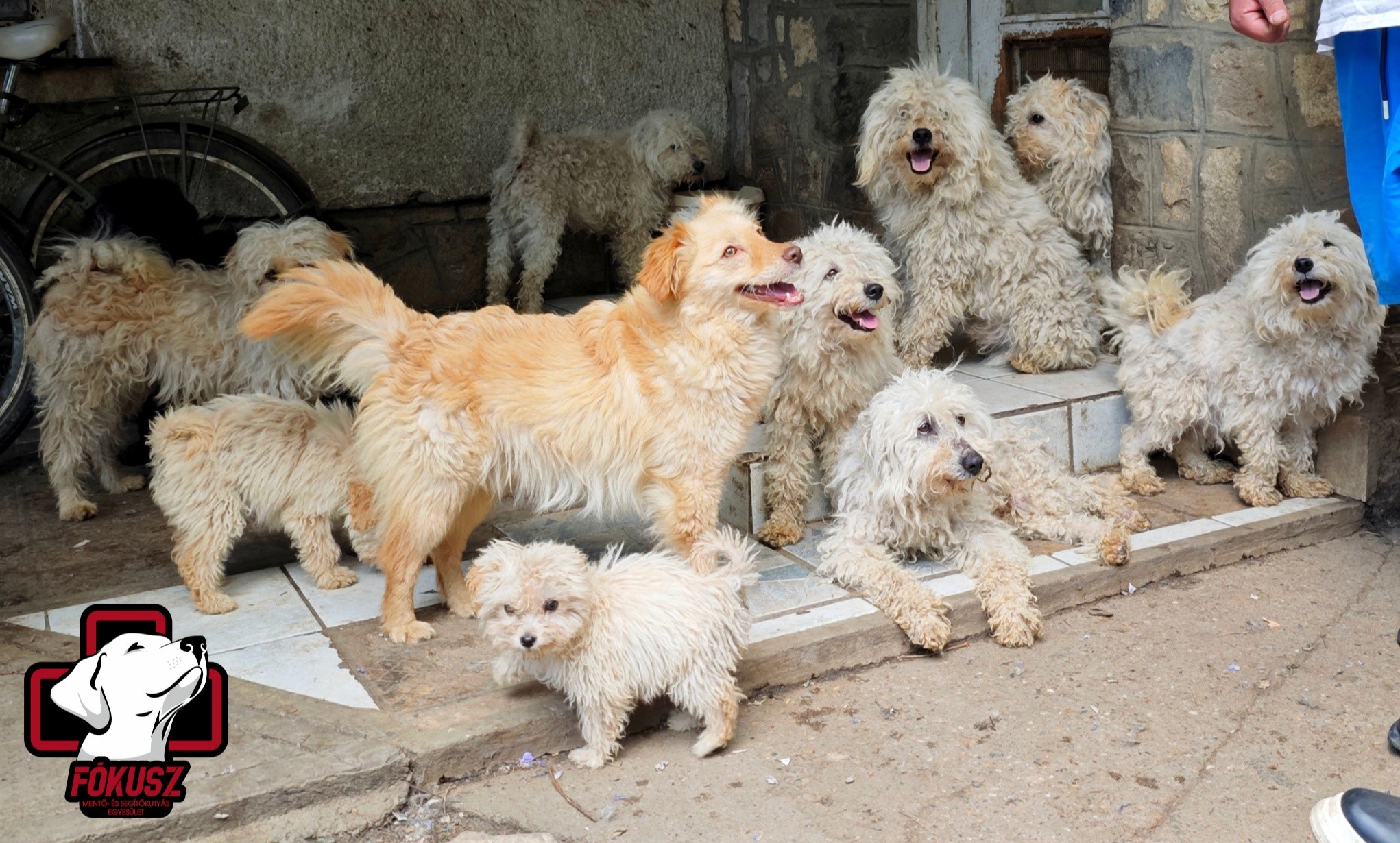 Karcagi kutyacsaládnak kérünk segítséget!