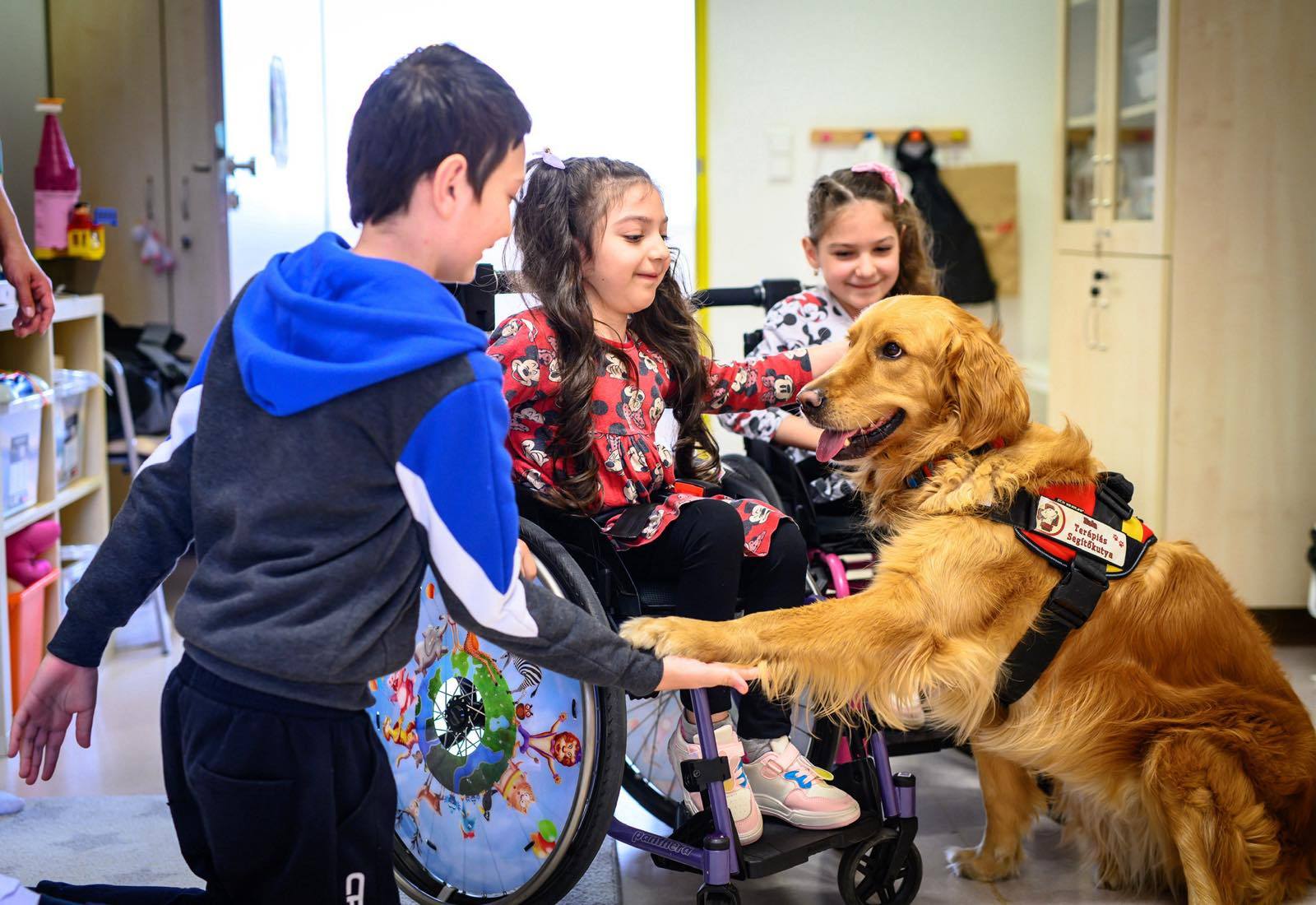 Kutya egy kórházban?