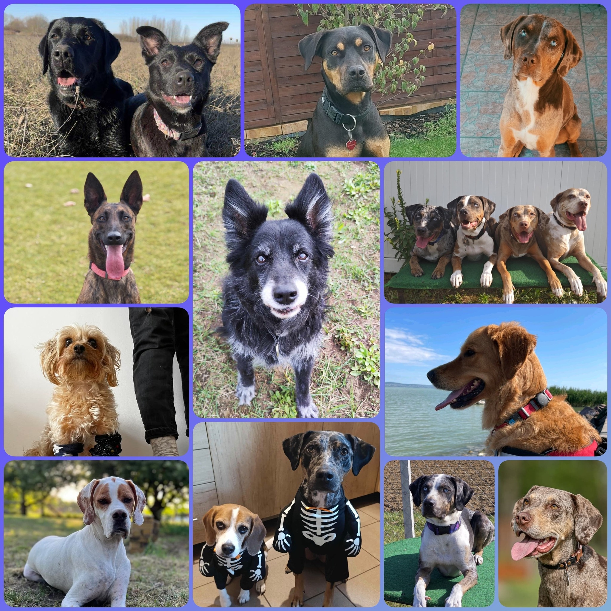 Állatok Világnapja